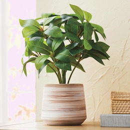 Serene Green Potted Plant, , large