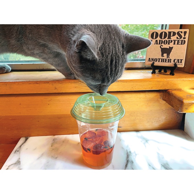 Billy-Bob 10 Pack of Fly-Lids for Cups, , large