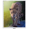 Wildcat Novelty Sherpa Throw, , large