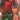 Red Green