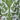 Alluring Caftan, Green Silver, swatch