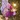 Poinsettia 6-Foot Pre-Lit Pop-Up Christmas Tree, Purple/Gold, swatch