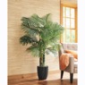 Palm Tree, , large