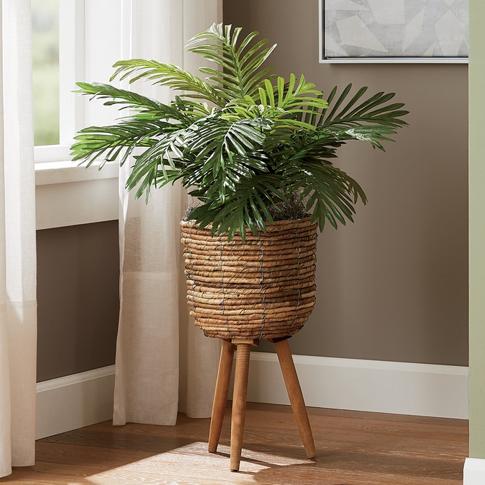 Palm Plant in Wicker Basket, , large