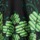 Shamrock