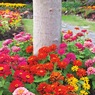 Dwarf Zinnia Tree Ring, , large