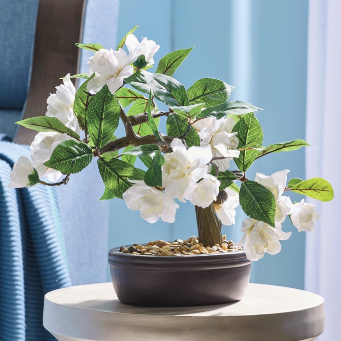 Gardenia Bonsai in Oval Pot, , large