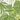 Bestway Splash in The Shade Play Pool, Green Palms, swatch