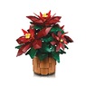 LEGO Botanicals Poinsettia, , large