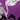 4-Piece Momento Rug Set, Purple, swatch