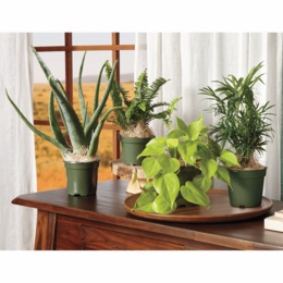 Set of 4 Houseplants, , large