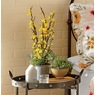 Forsythia in Planter, , large