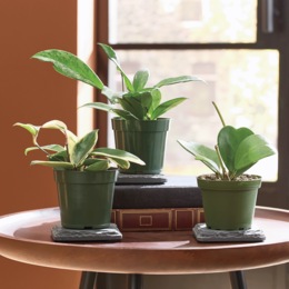 3-Piece Live Hoya Assortment, , large
