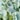 Set of 3 Hydrangea Stems, Blue, swatch