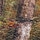 Tree Camo Coffee Bean Watercress
