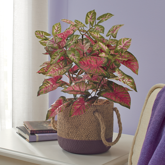 Faux Caladium in Pot, , large