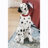 Dottie Dalmation Statue, , large