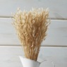 Harvest Natural Plant Stems, , large