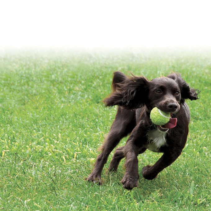 Https Sites Google Com View Pet A Dog Home Https Sites Google Com View Pet A Dog Home