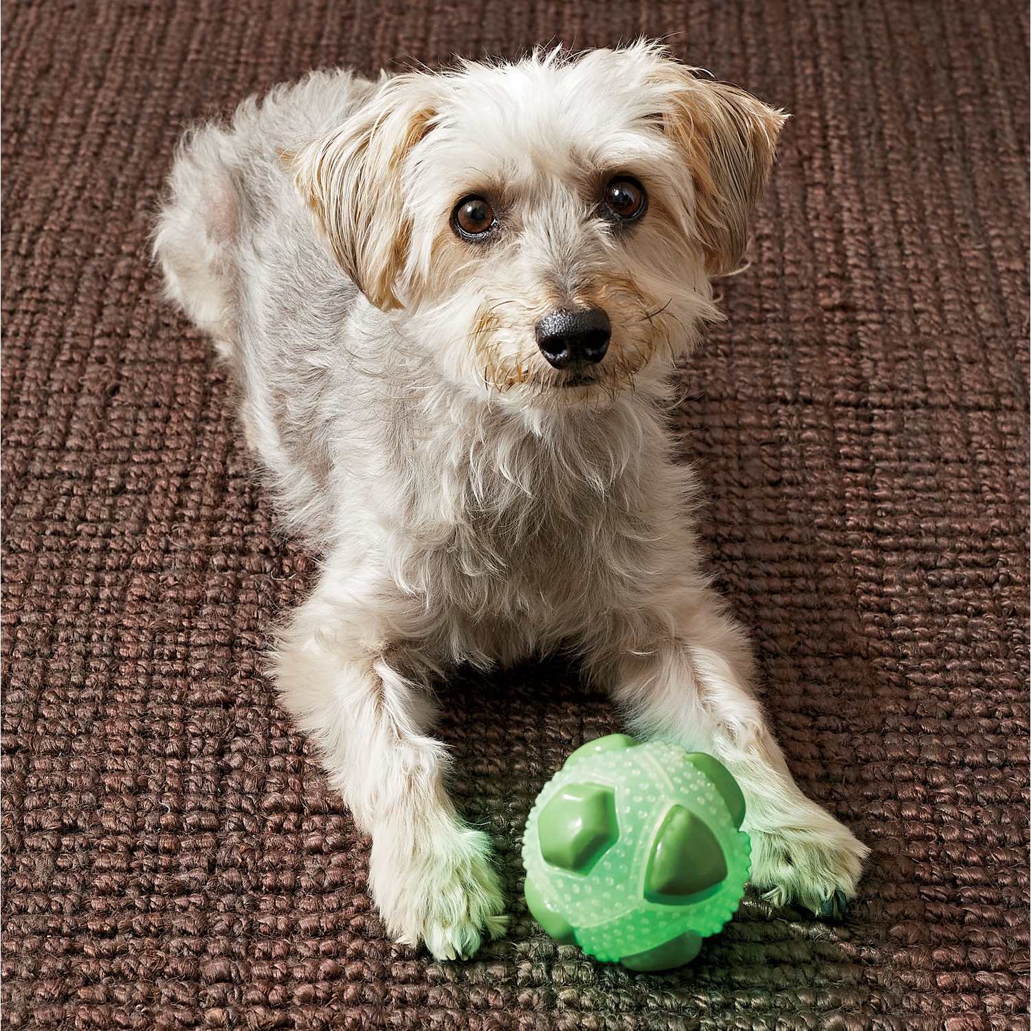 Set of 2 GlowInTheDark Pet Balls Seventh Avenue