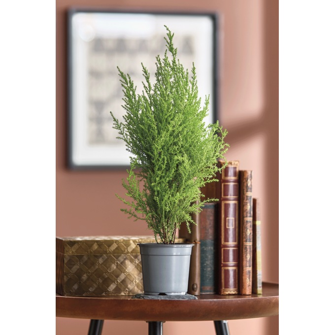 Live Lemon Cypress Tree, Multi, large