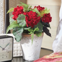 Potted Geranium Plant, , large