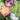 Solar Memorial Wreath, Pink Purple, swatch
