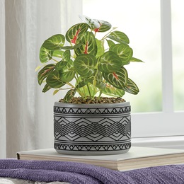 Maranta Plant in Patterned Pot, , large