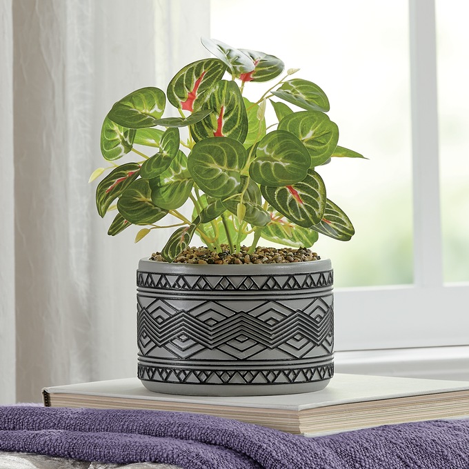 Maranta Plant in Patterned Pot, , large